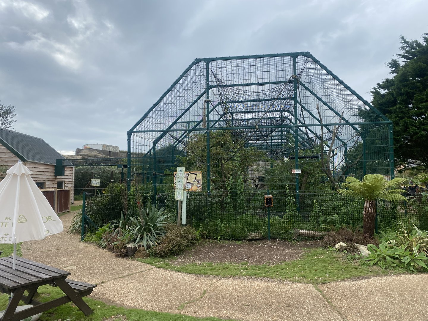 Black-capped capuchin exhibit 130923