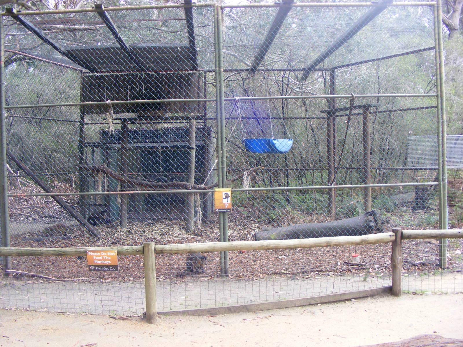 Black-capped Capuchin Exhibit - September, 2009