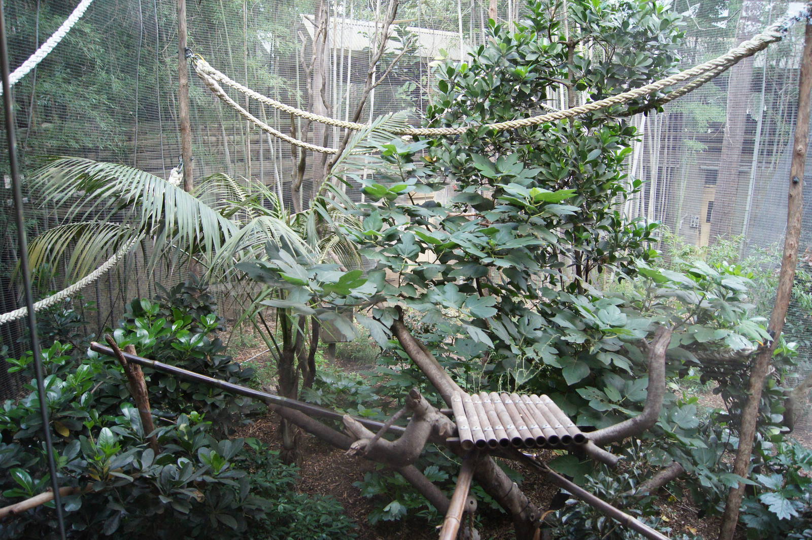 Black Capped Capuchin Exhibit?