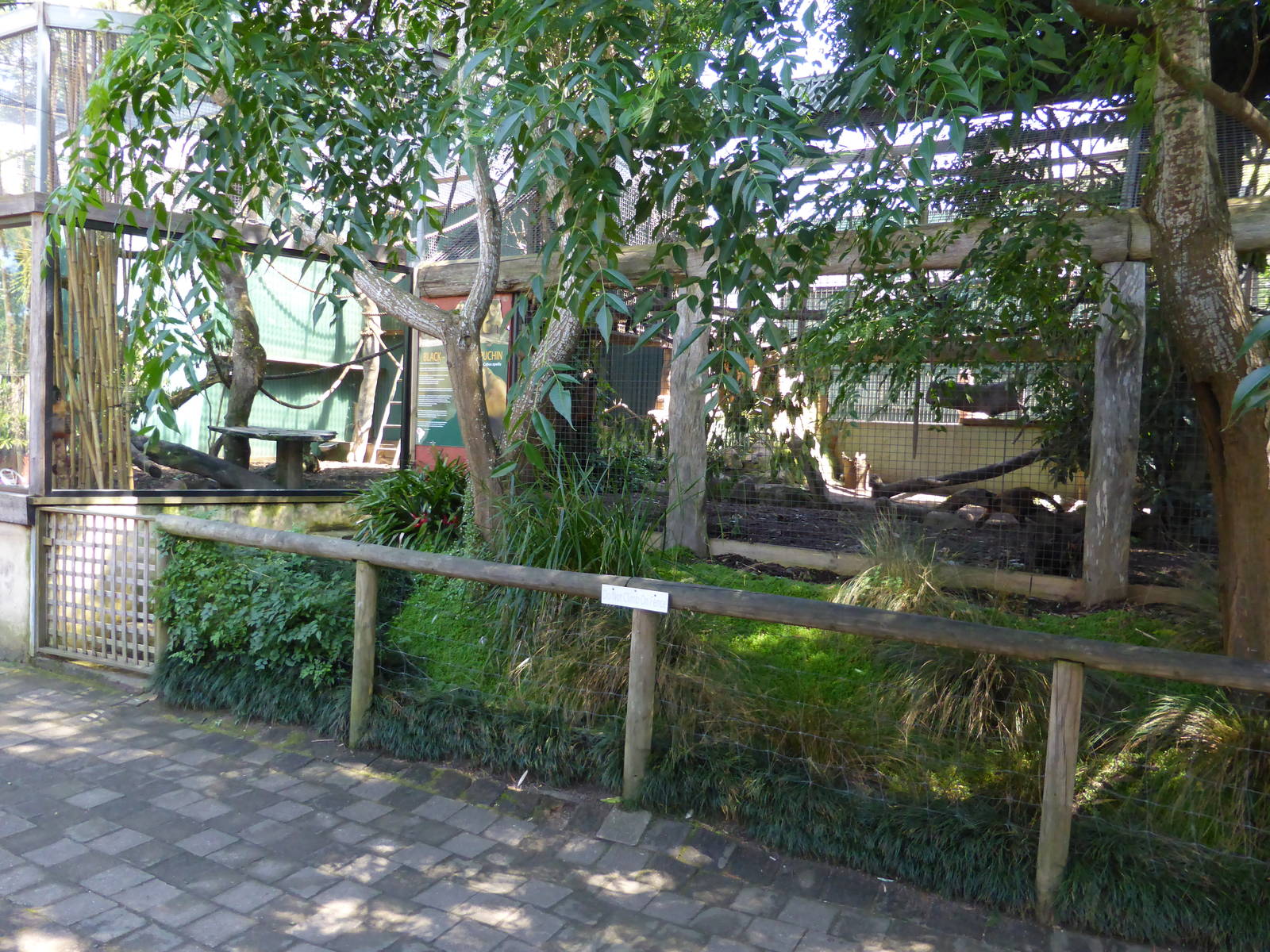 Black-capped Capuchin exhibit