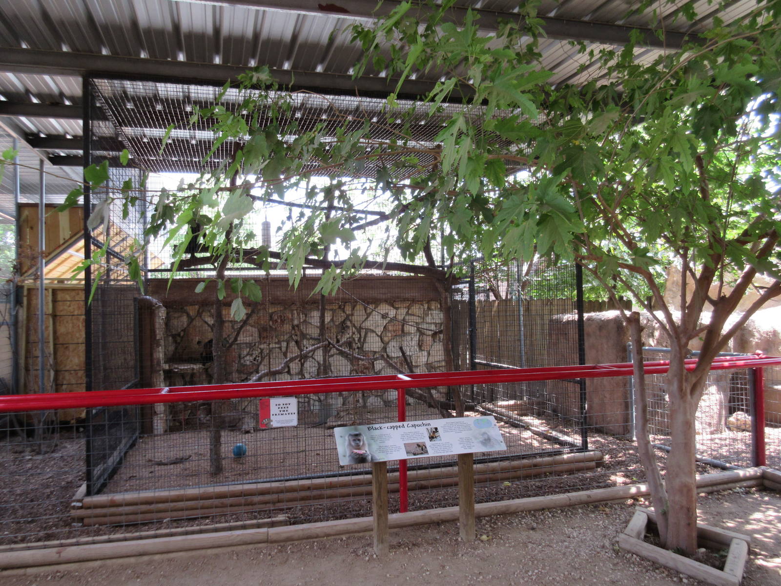 Black-Capped Capuchin Exhibit
