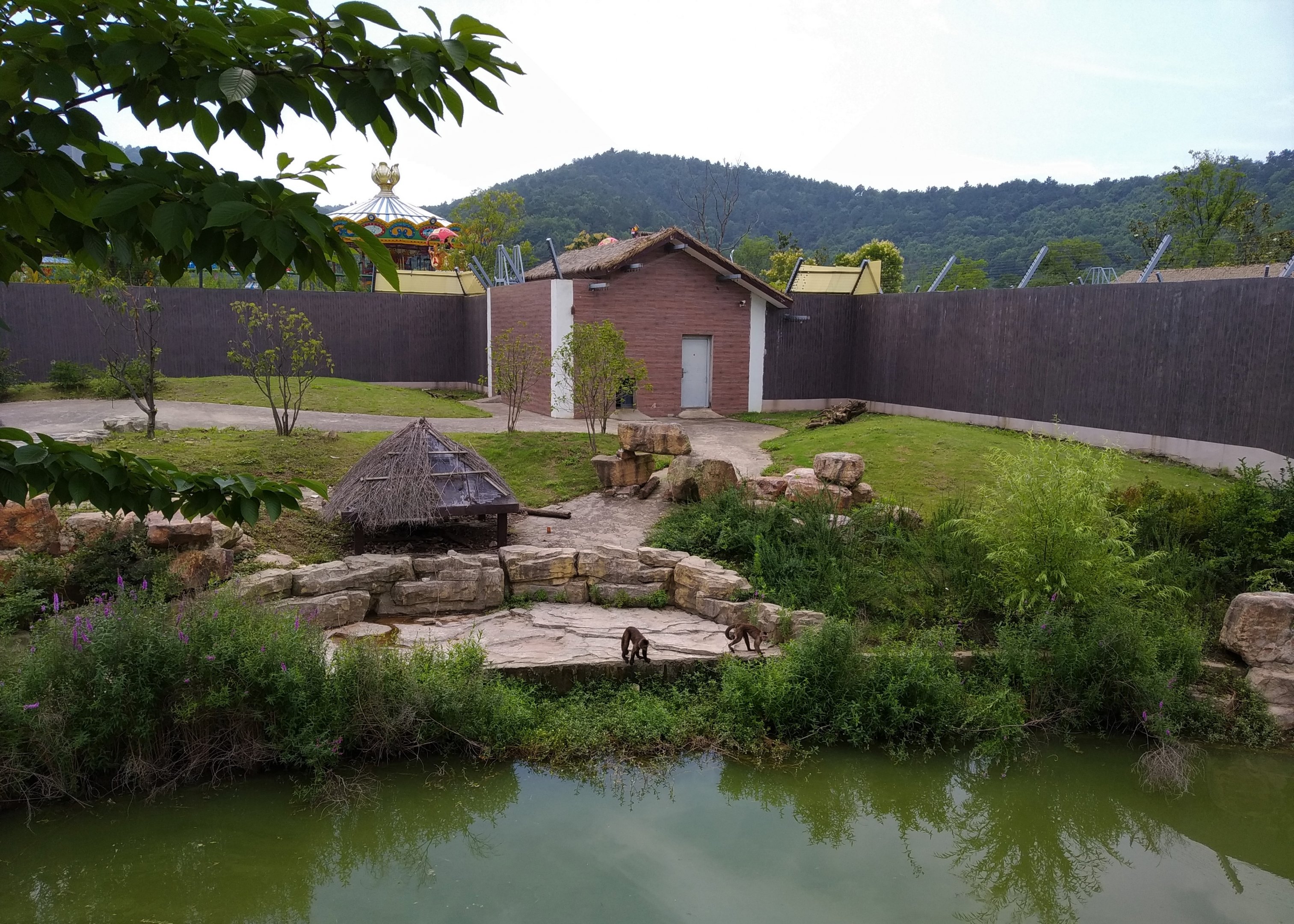 Black-capped Capuchin Exhibit