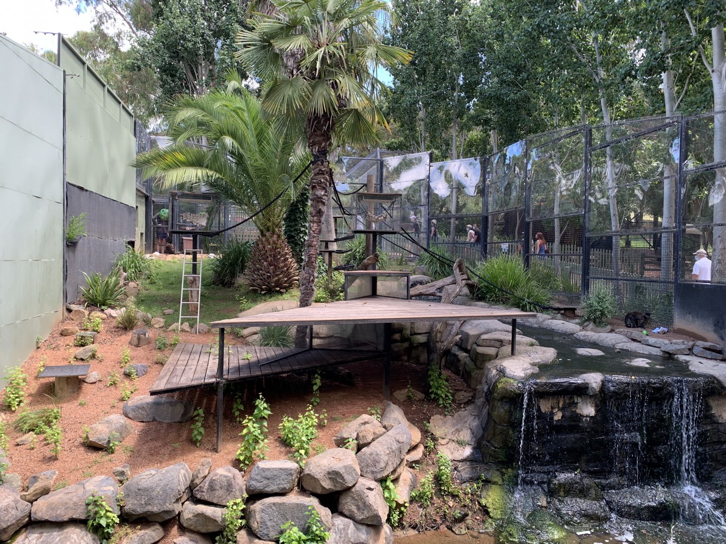 Black-capped Capuchin Exhibit