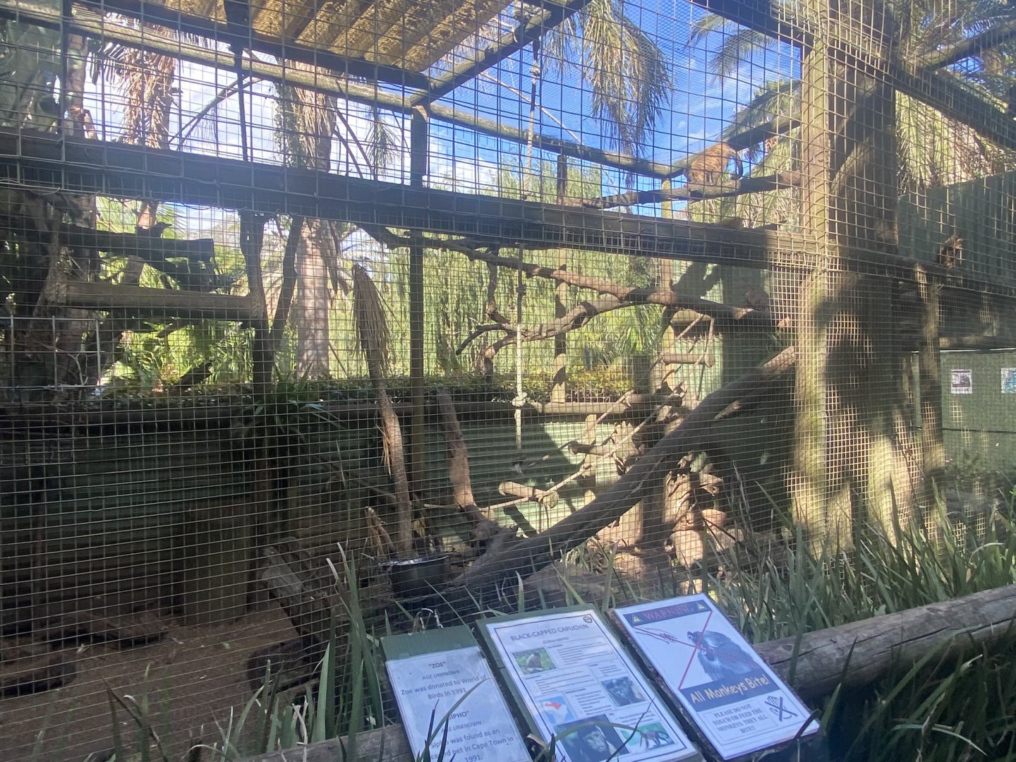 Black-Capped Capuchin Exhibit