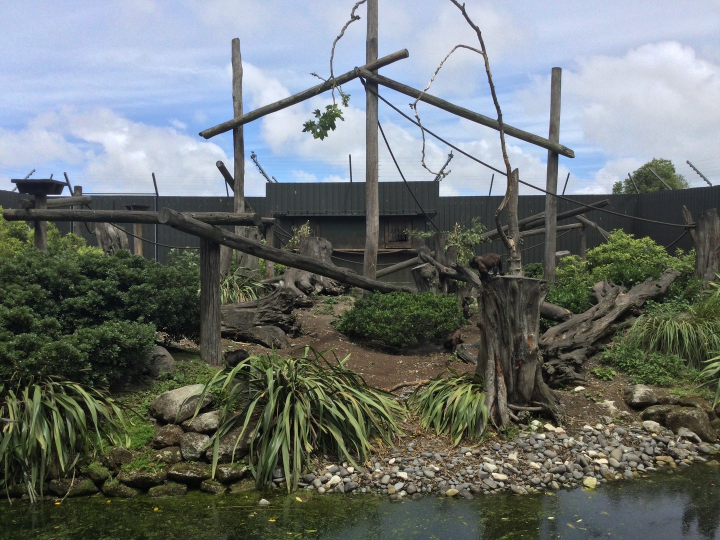 Black-capped Capuchin Exhibit