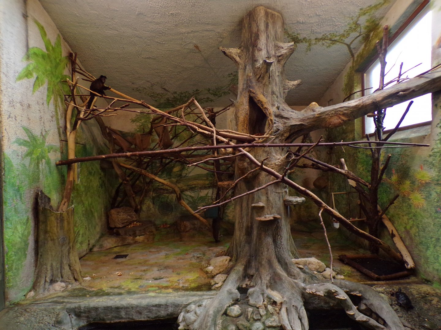 Black-capped capuchin indoors 13.7.25