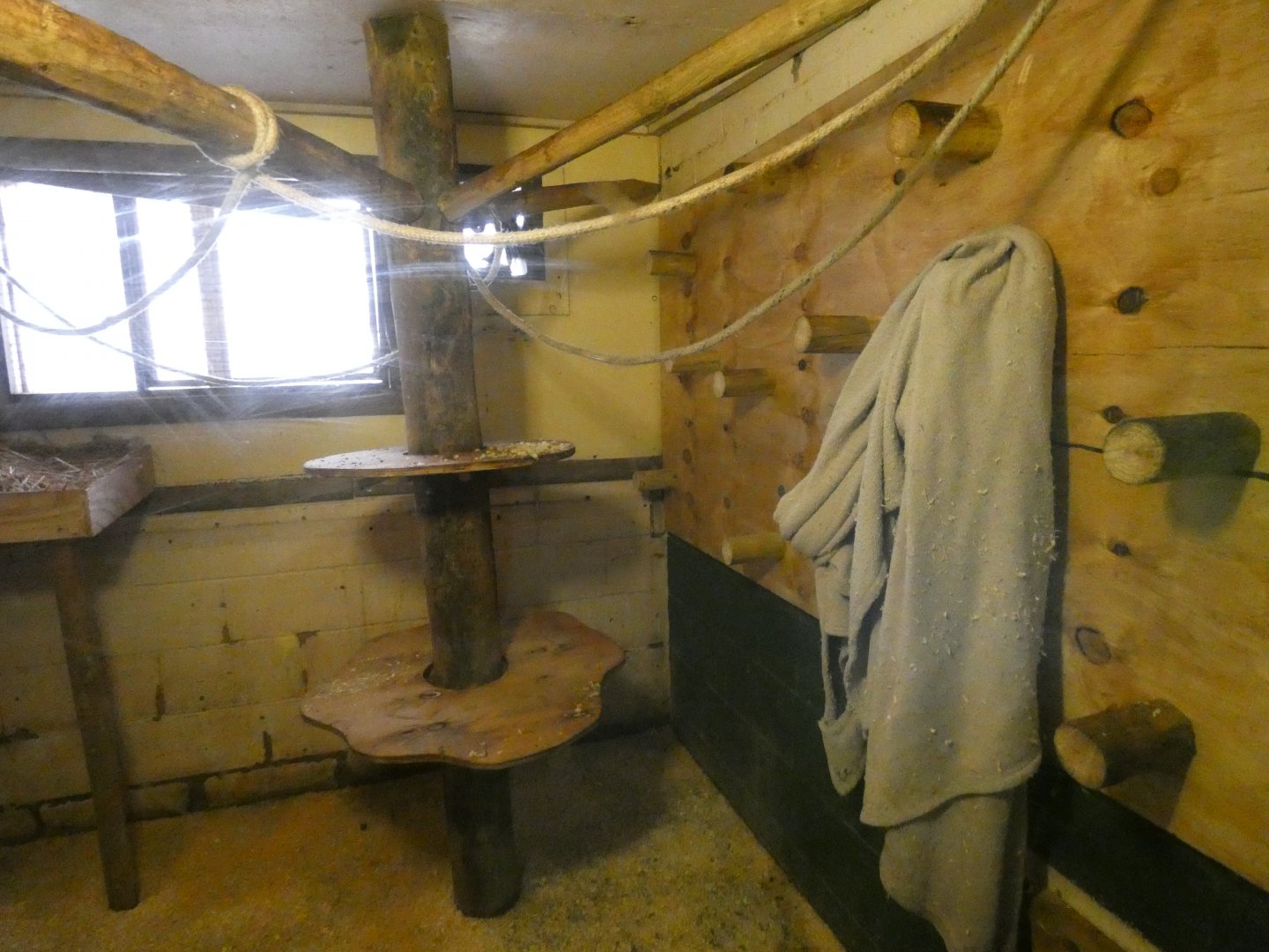 Black-capped Capuchin Indoors