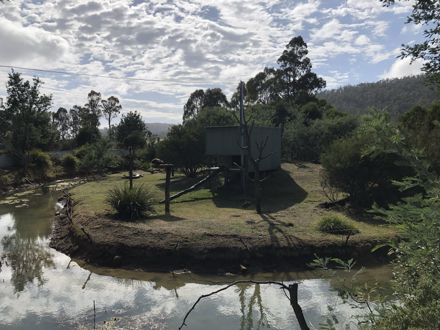 Black-capped Capuchin island