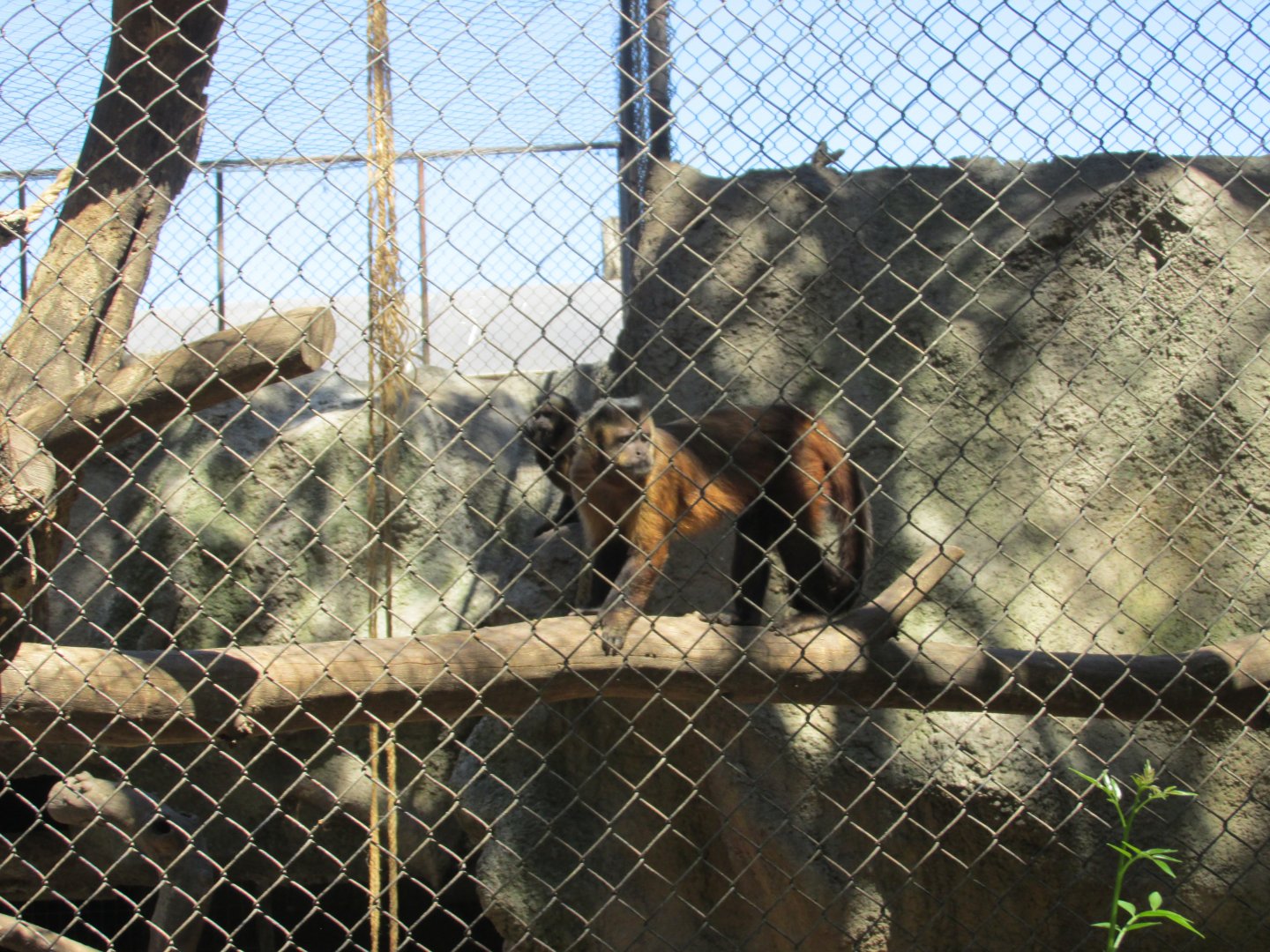 black capped capuchin monkey buin zoo