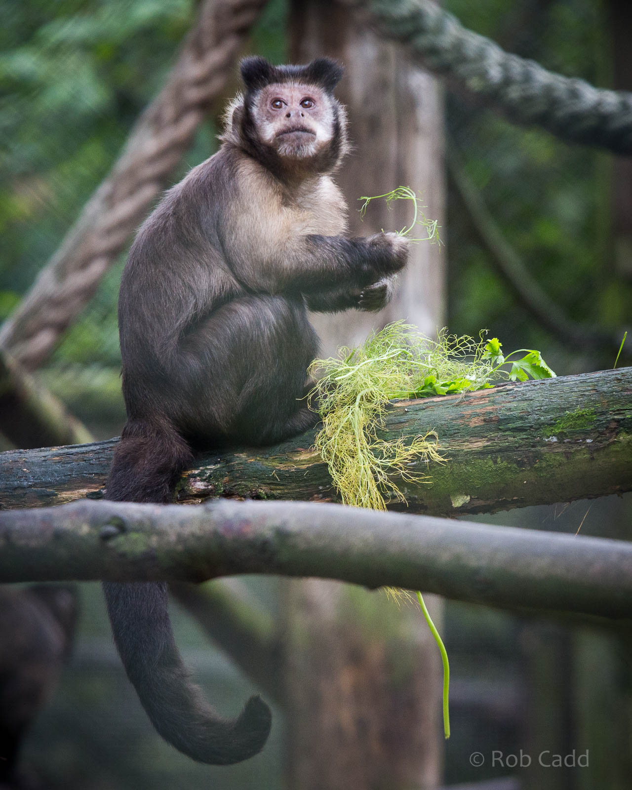 Black-capped capuchin : Port Lympne : 15 Oct 2014