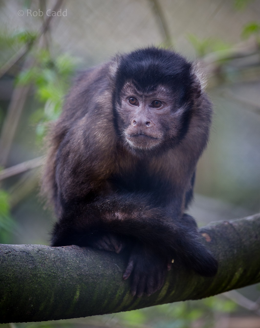 Black-capped capuchin : Port Lympne : 31 Mar 2015