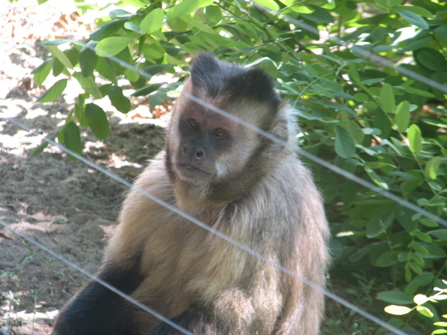 Black-capped capuchin portrait