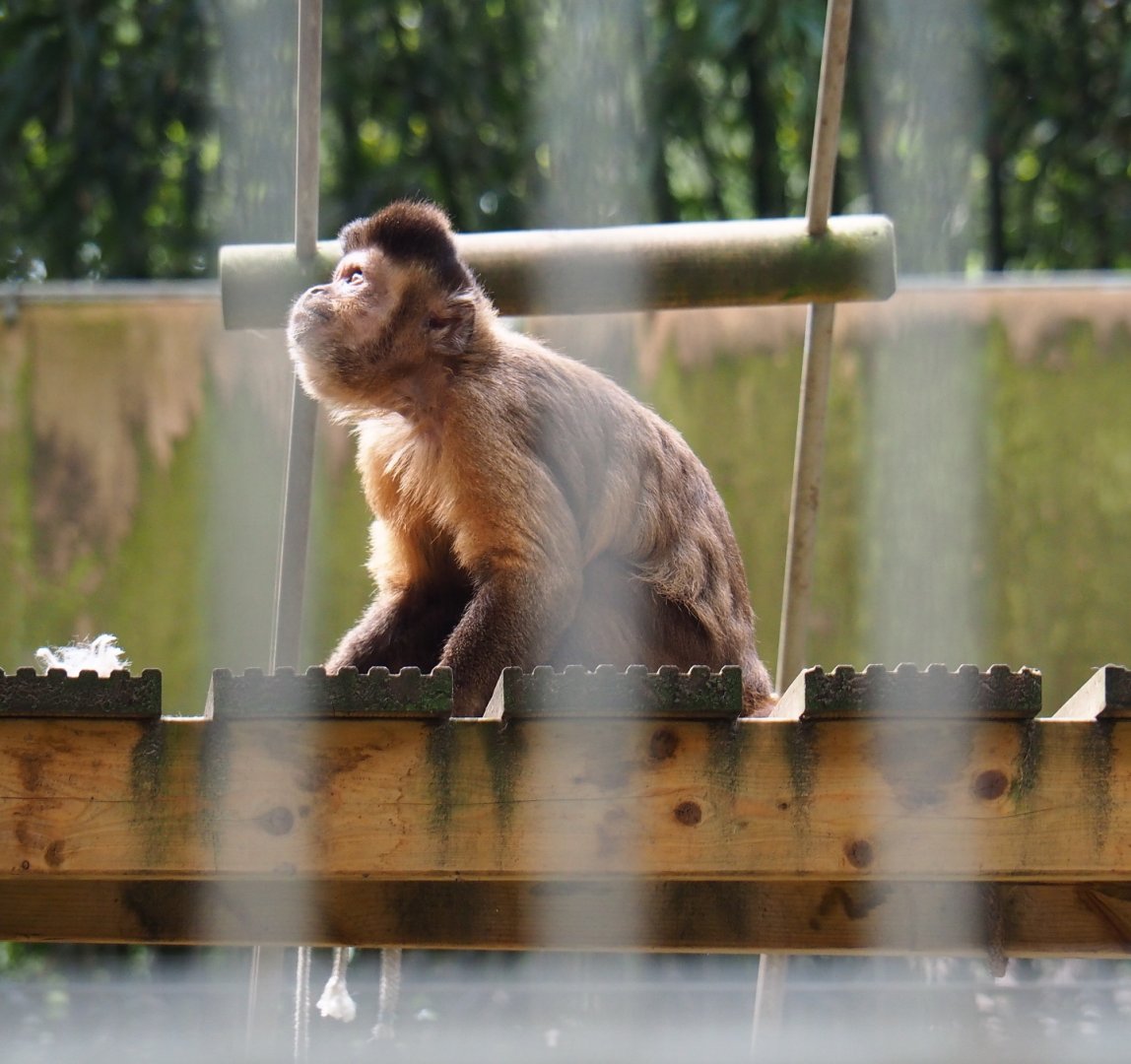 Black-capped capuchin (Sapajus apella), 2019-05-25