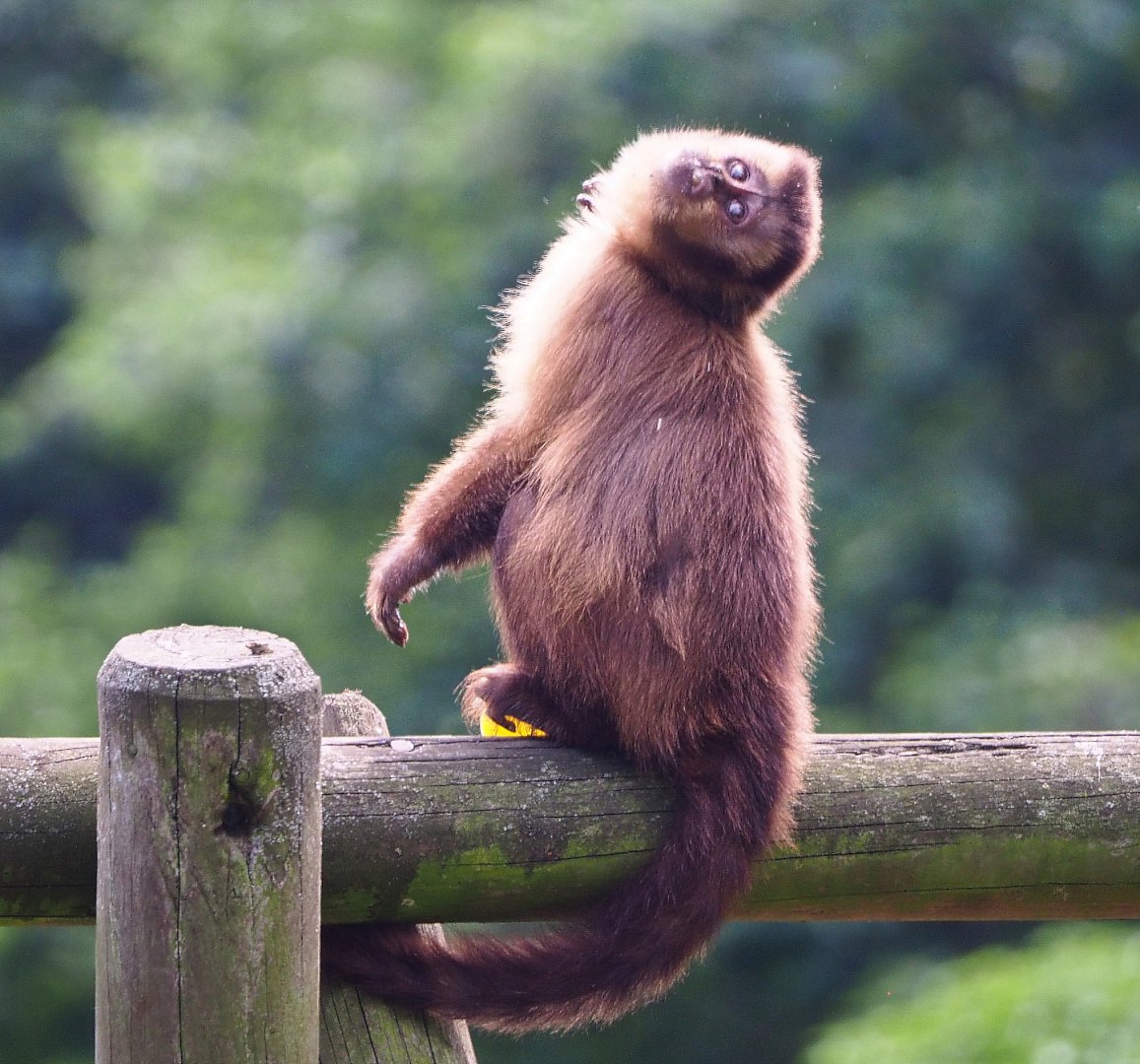 Black-capped capuchin (Sapajus apella), 2020-06-20