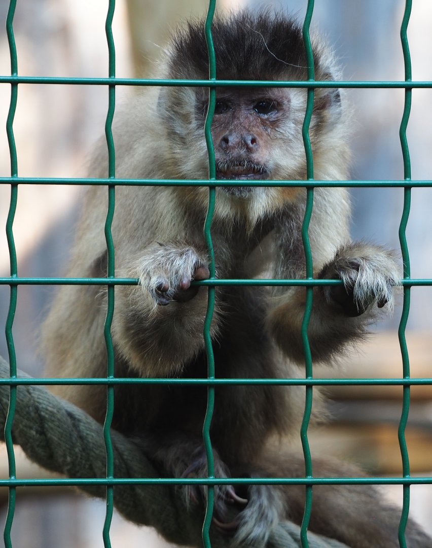 Black-capped capuchin (Sapajus apella), 2020-09-12