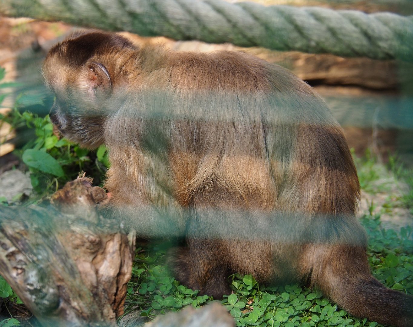 Black-capped capuchin (Sapajus apella), 2020-09-12