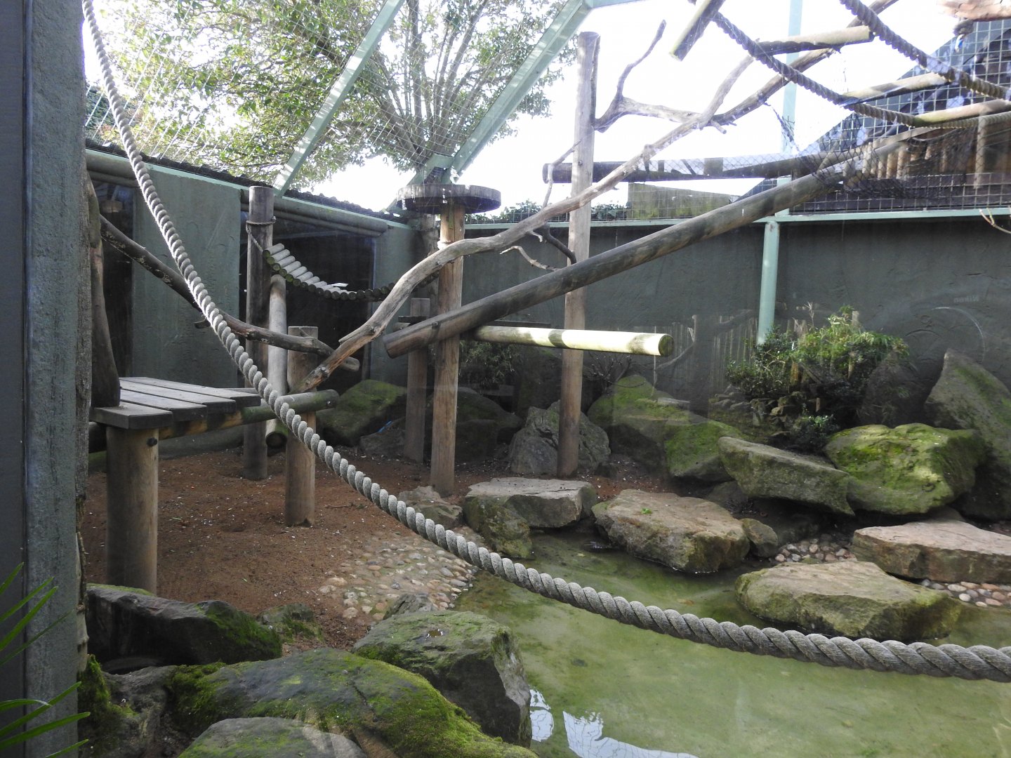 Black-Capped Capuchin (Sapajus apella) Enclosure 2