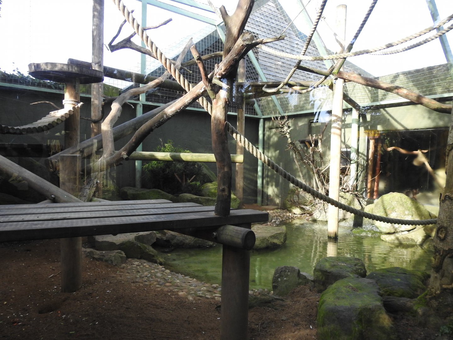 Black-Capped Capuchin (Sapajus apella) Enclosure