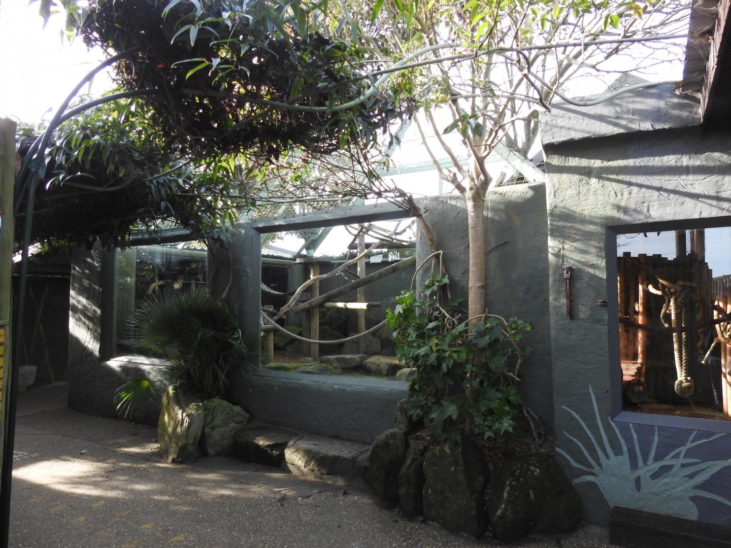 Black-Capped Capuchin (Sapajus apella) Viewing