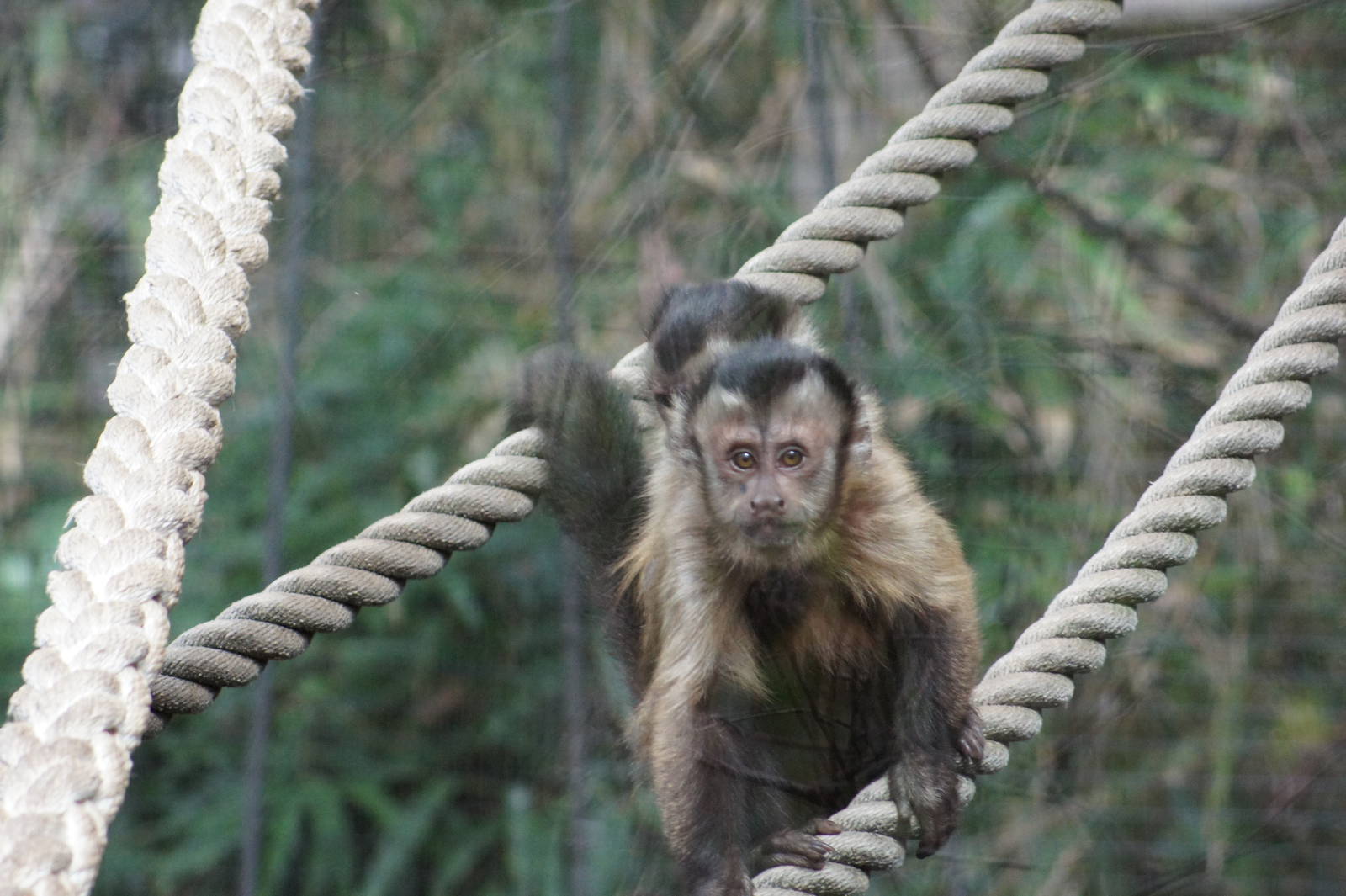 Black Capped Capuchin with youngster Hoodlum