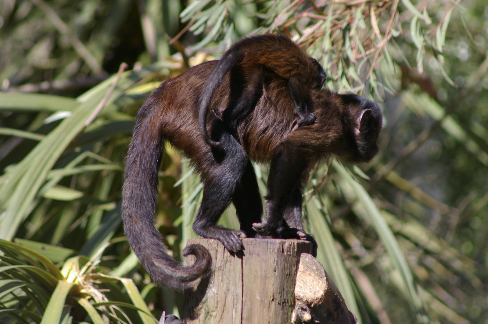 Black-capped Capuchin