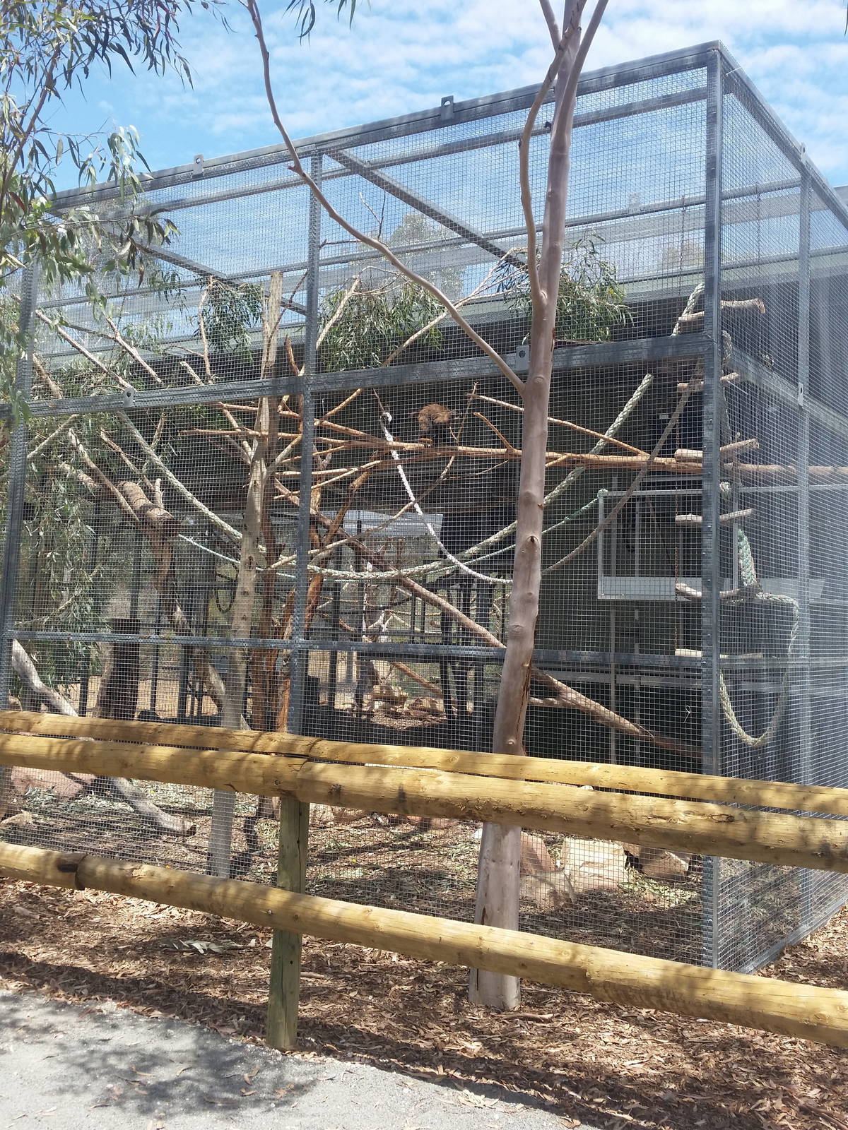 Black Capped Capuchin