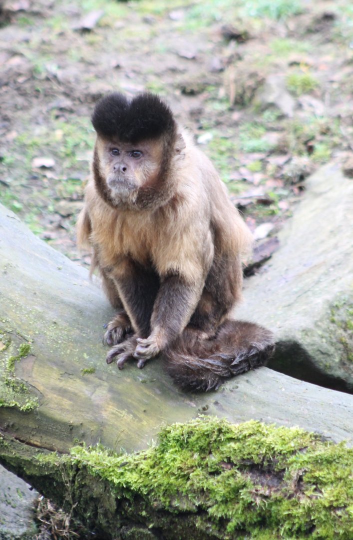 Black-capped capuchin