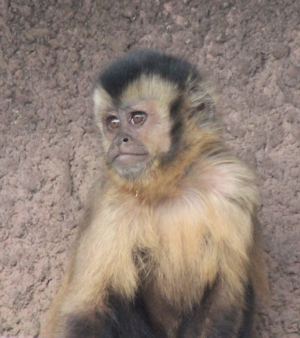 Black-capped capuchin