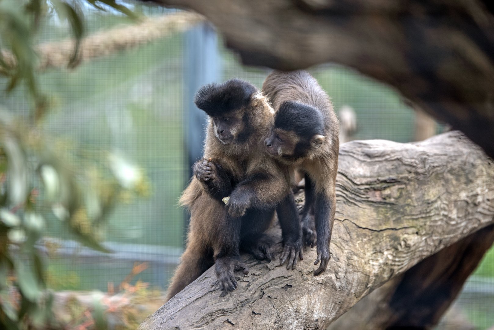 Black-capped capuchin