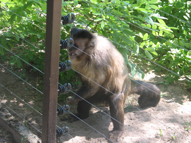 Black-capped capuchin