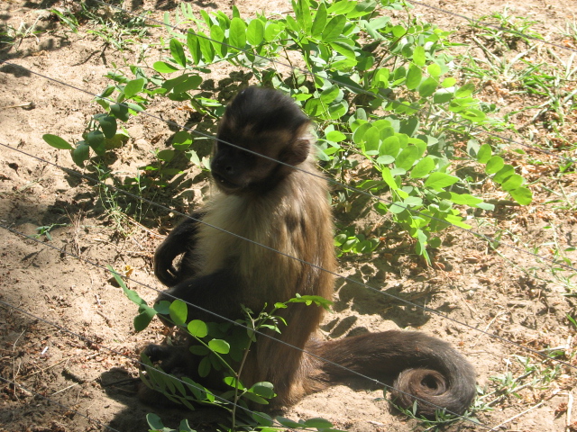 Black-capped capuchin