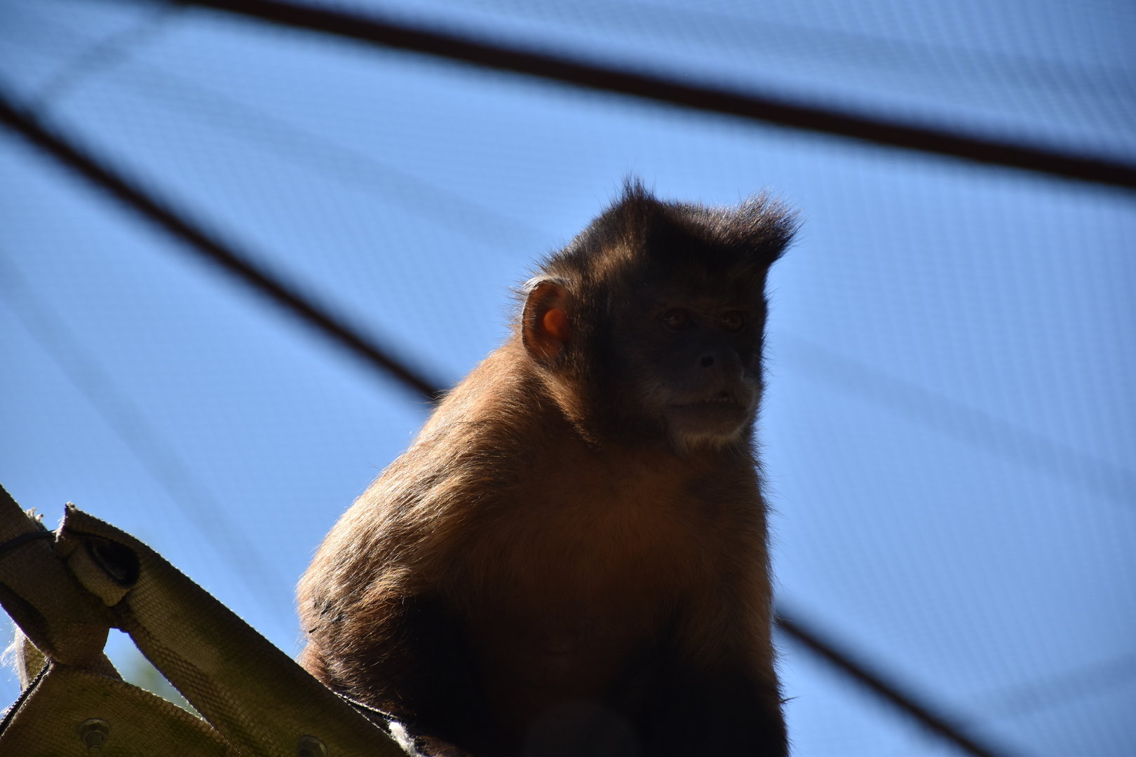 Black-capped capuchin