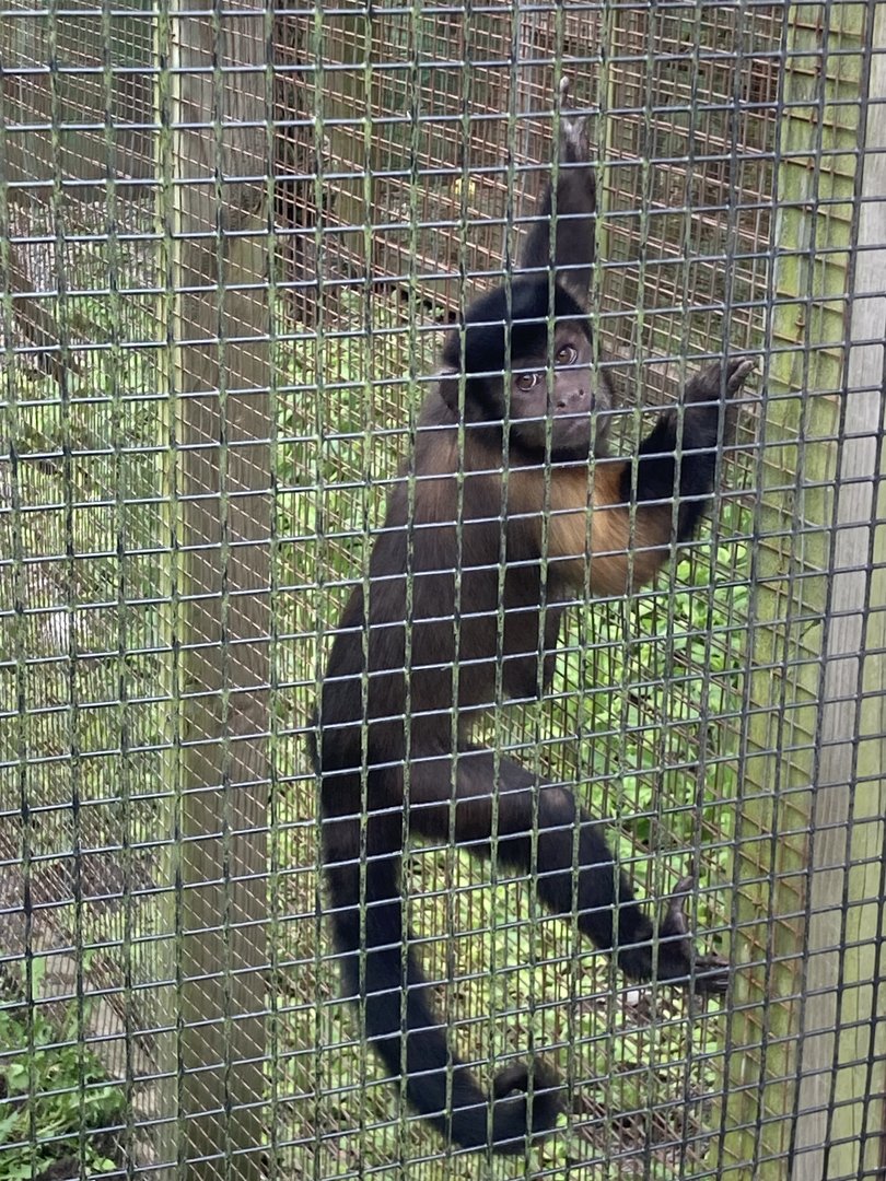 Black Capped Capuchin