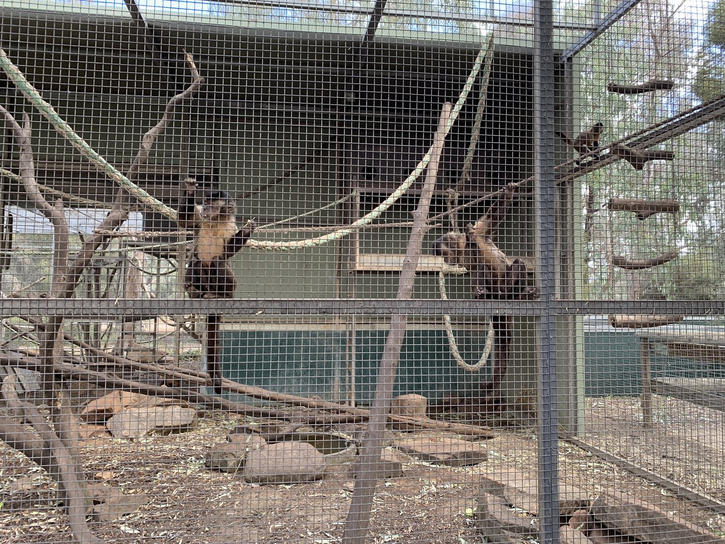 Black-capped Capuchin