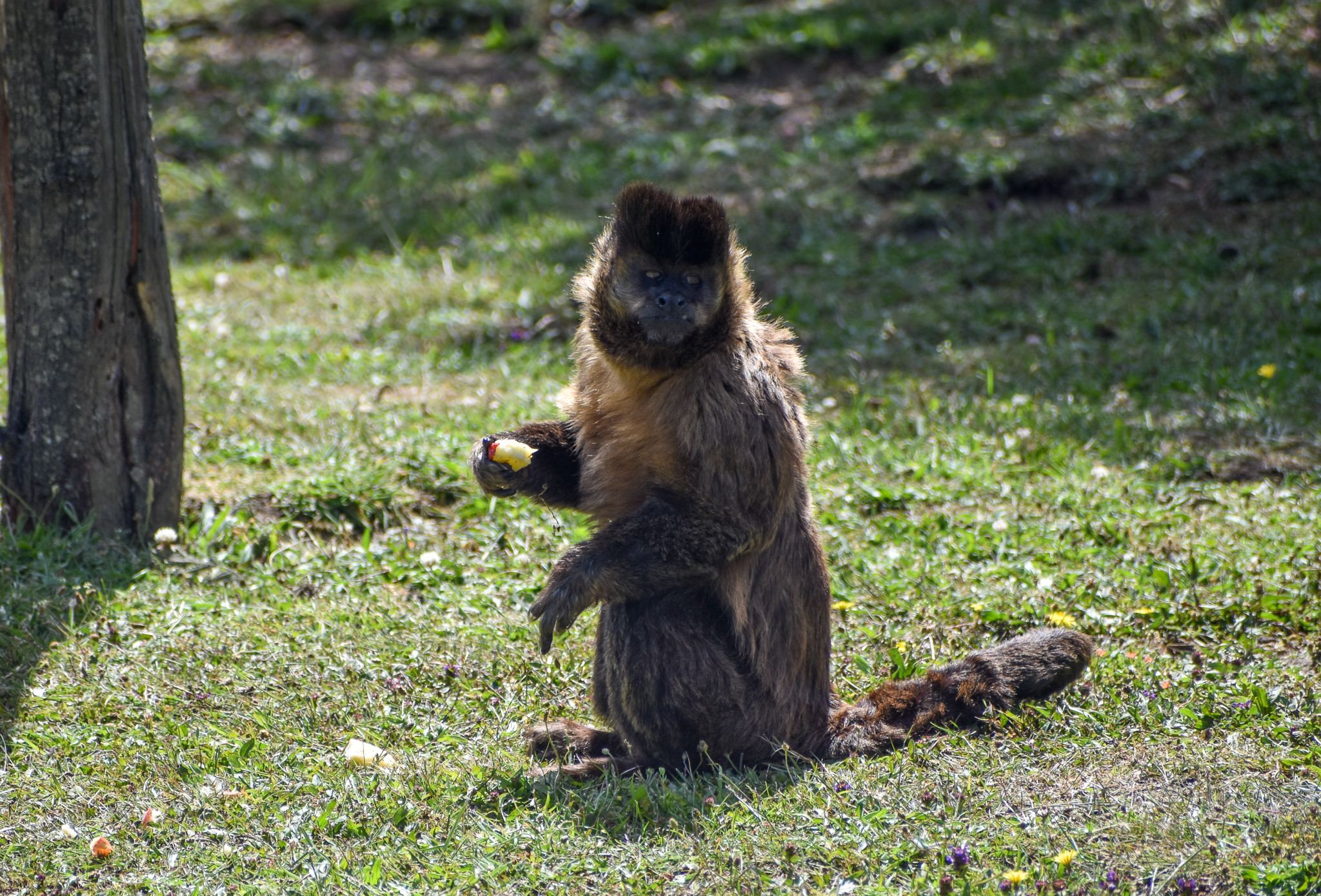 Black-capped Capuchin