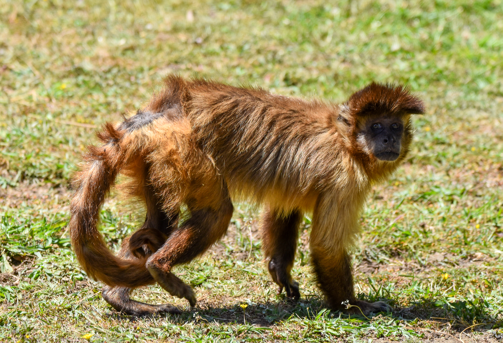 Black-capped Capuchin