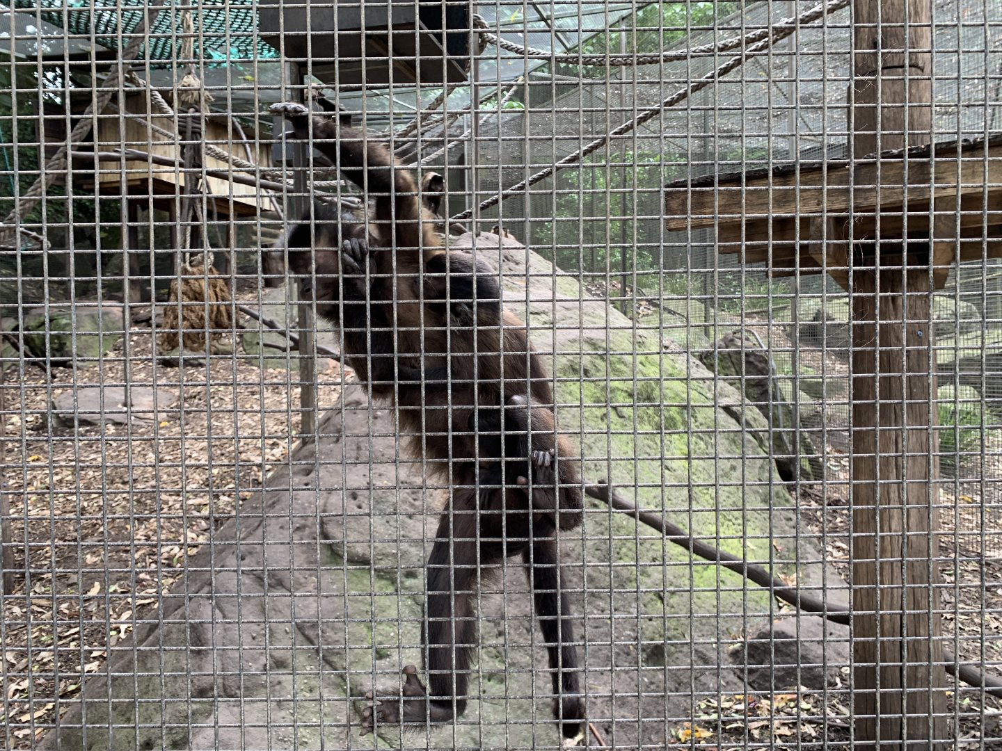 Black-capped Capuchin