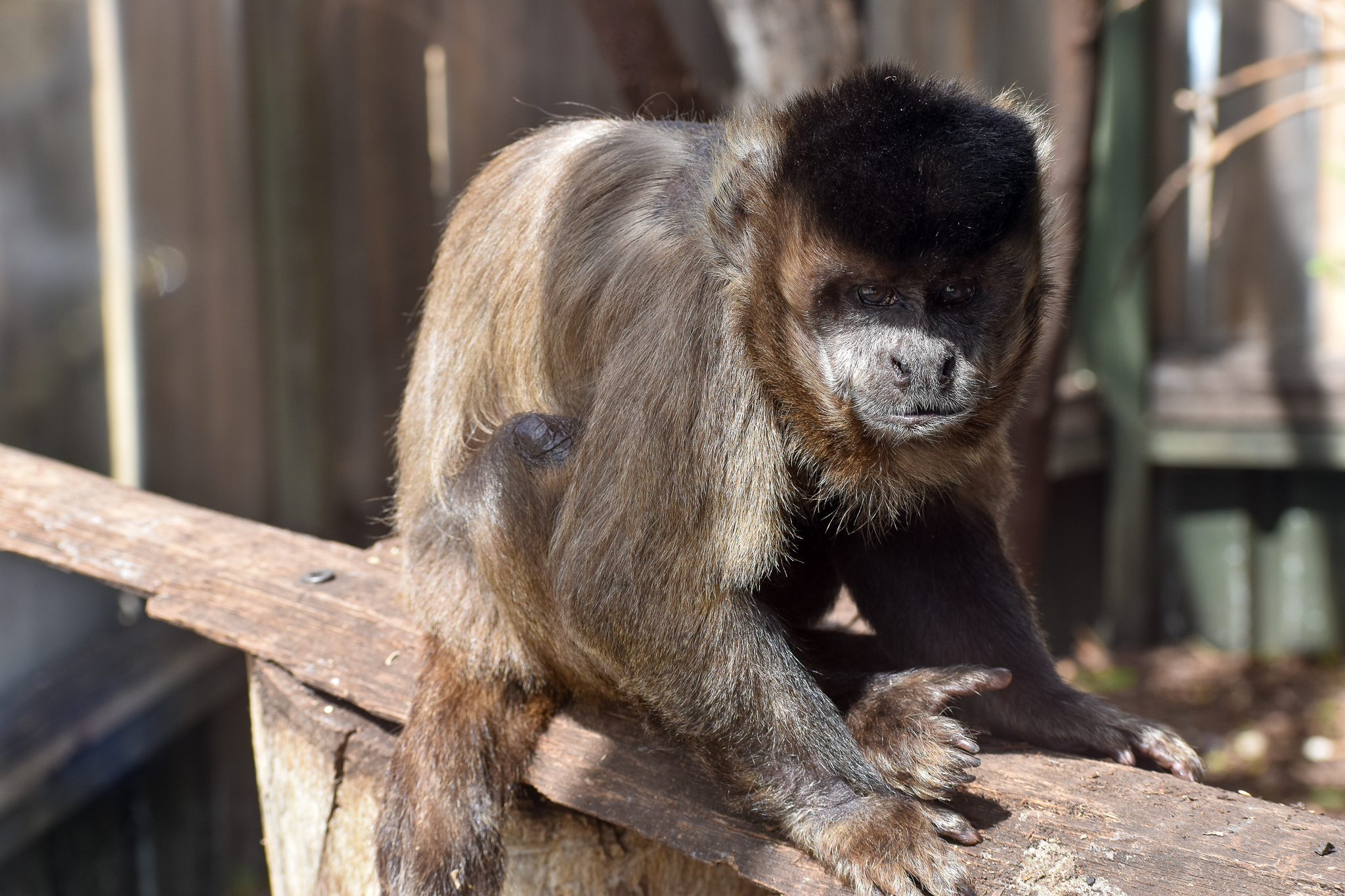 Black-capped Capuchin