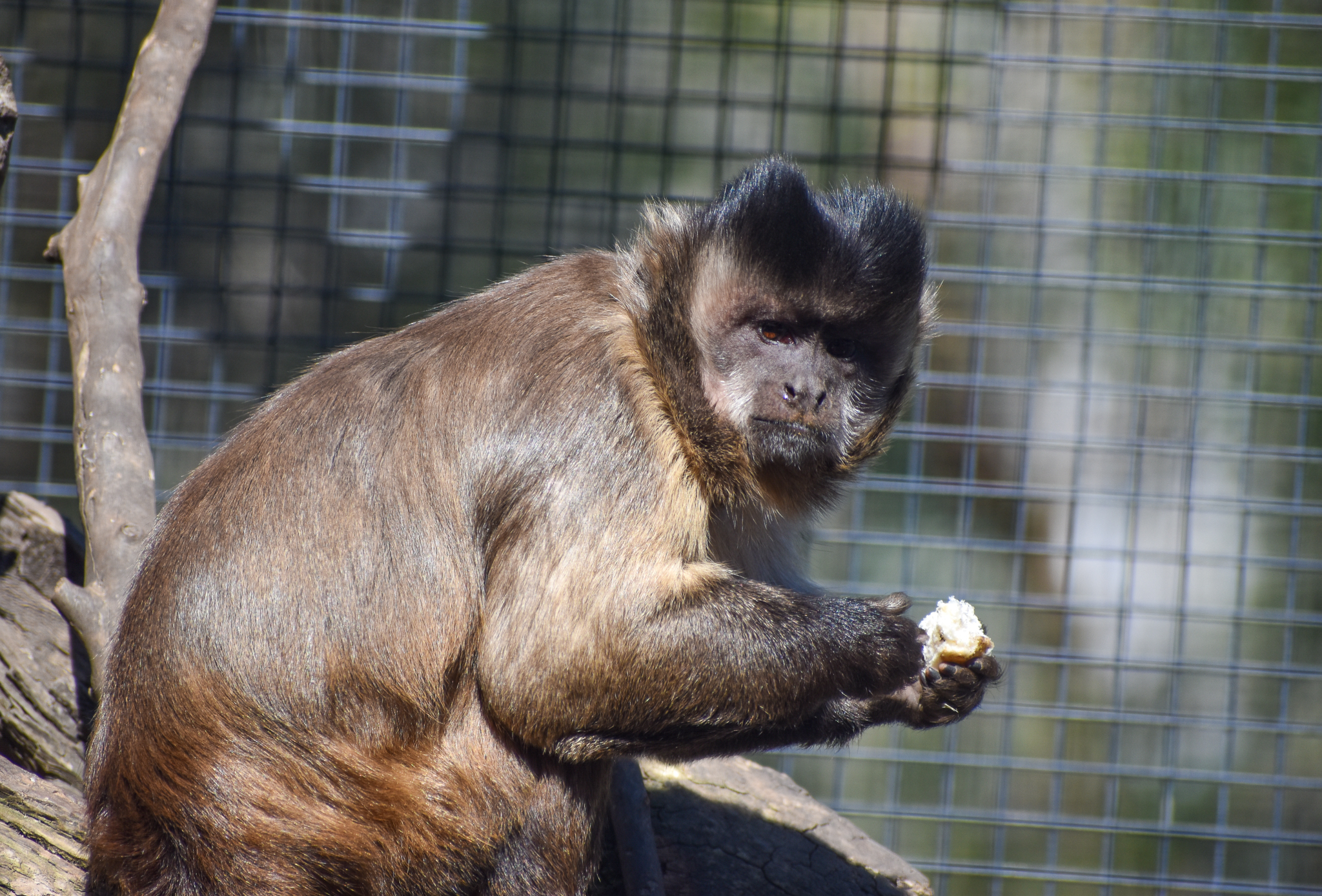 Black-capped Capuchin
