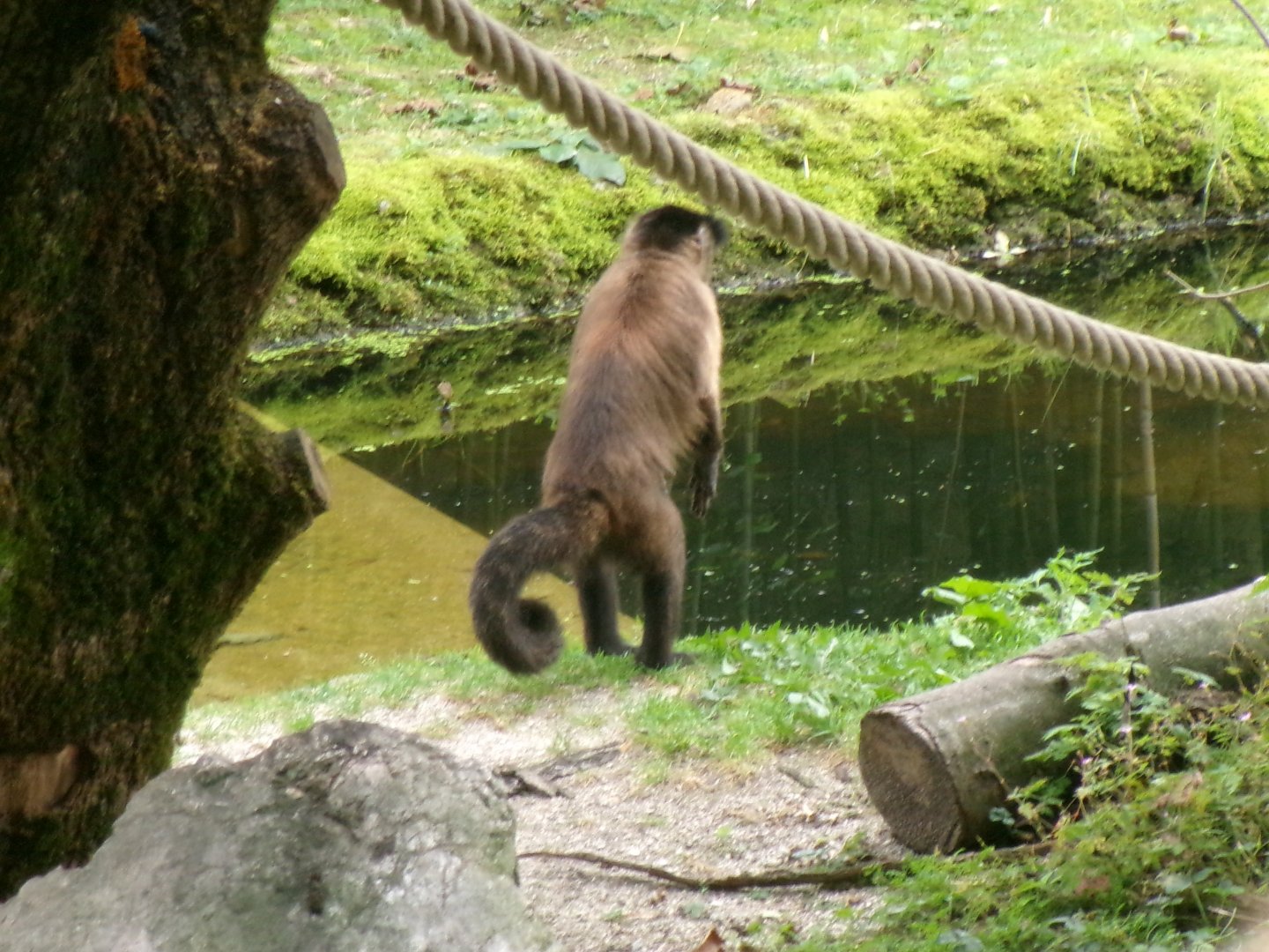 Black-capped capuchin