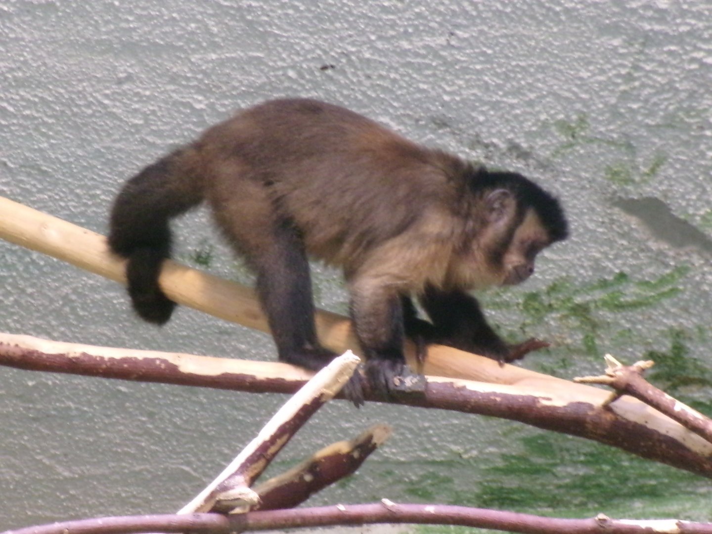 Black-capped capuchin