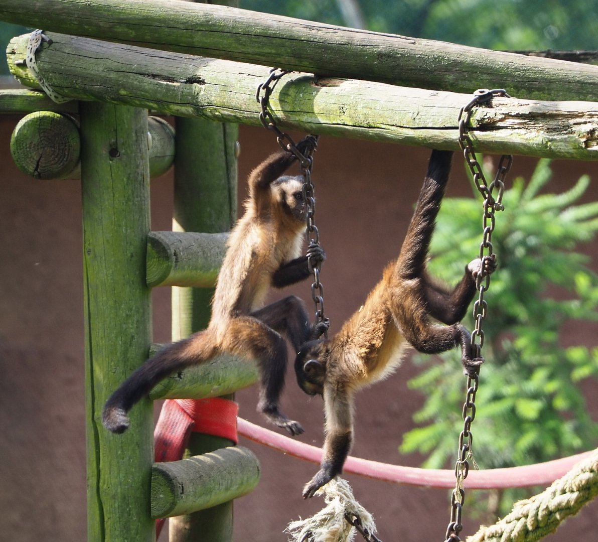 Black-capped capuchins (Sapajus apella), 2021-06-15