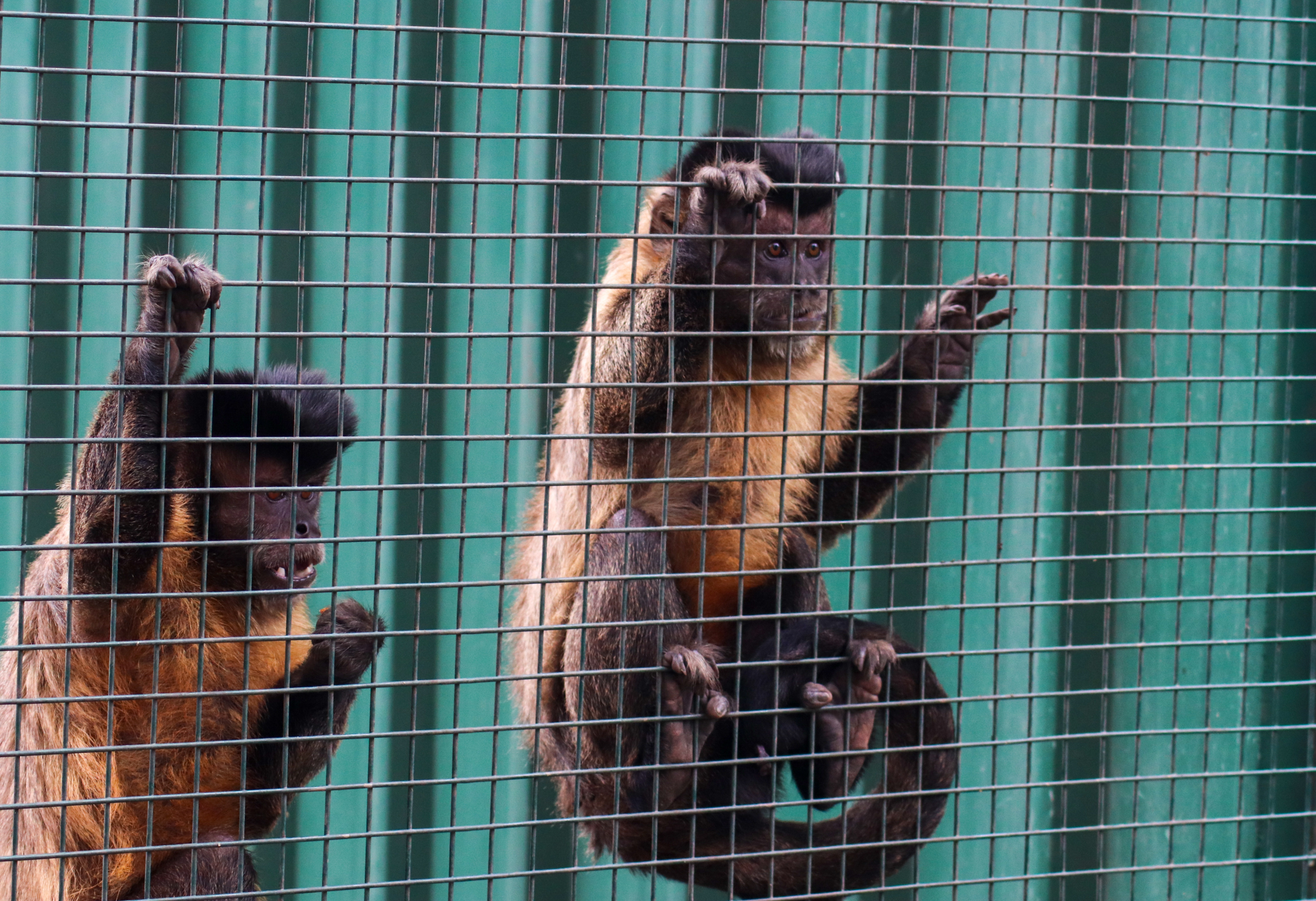 Black-capped Capuchins (Sapajus apella)- February 2020