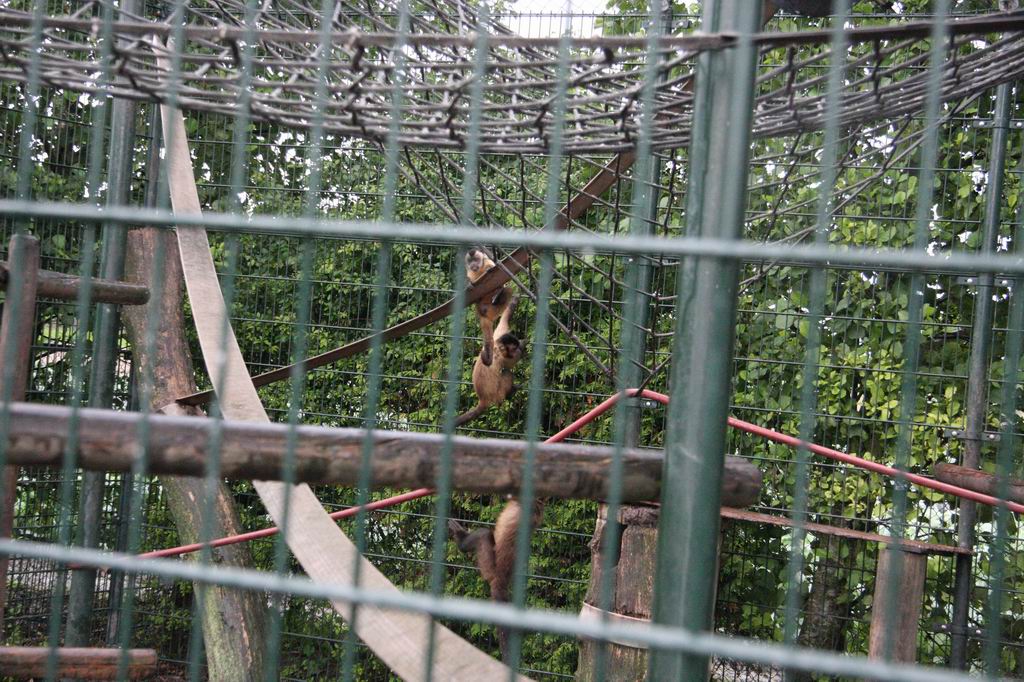 Black-capped capuchins
