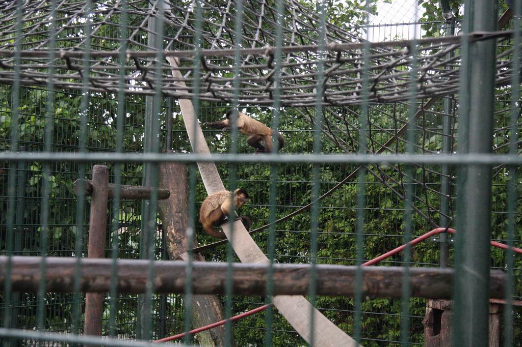 Black-capped capuchins