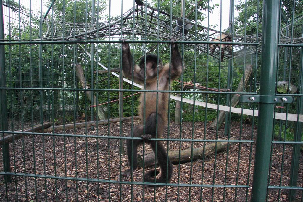 Black-capped capuchins
