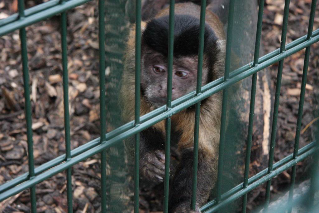 Black-capped capuchins