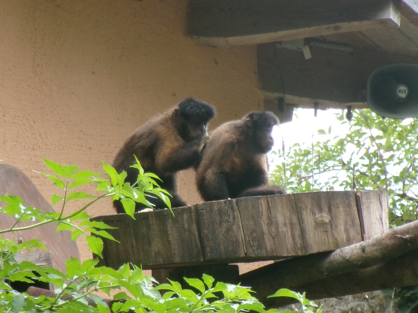 Black-capped capuchins