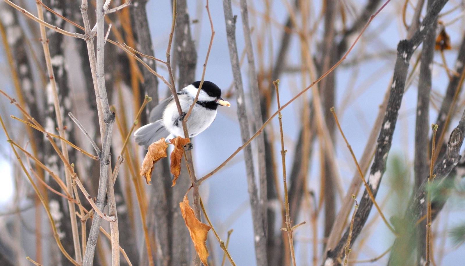Black-capped Chickadee - Alaska (Rabbit Creek)
