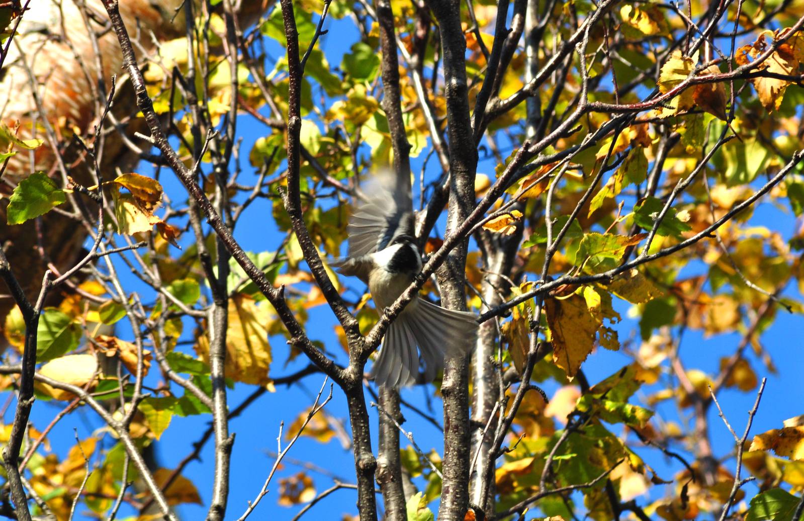 Black-capped Chickadee - Alaska